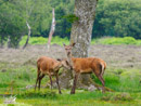 Roe - Sarna